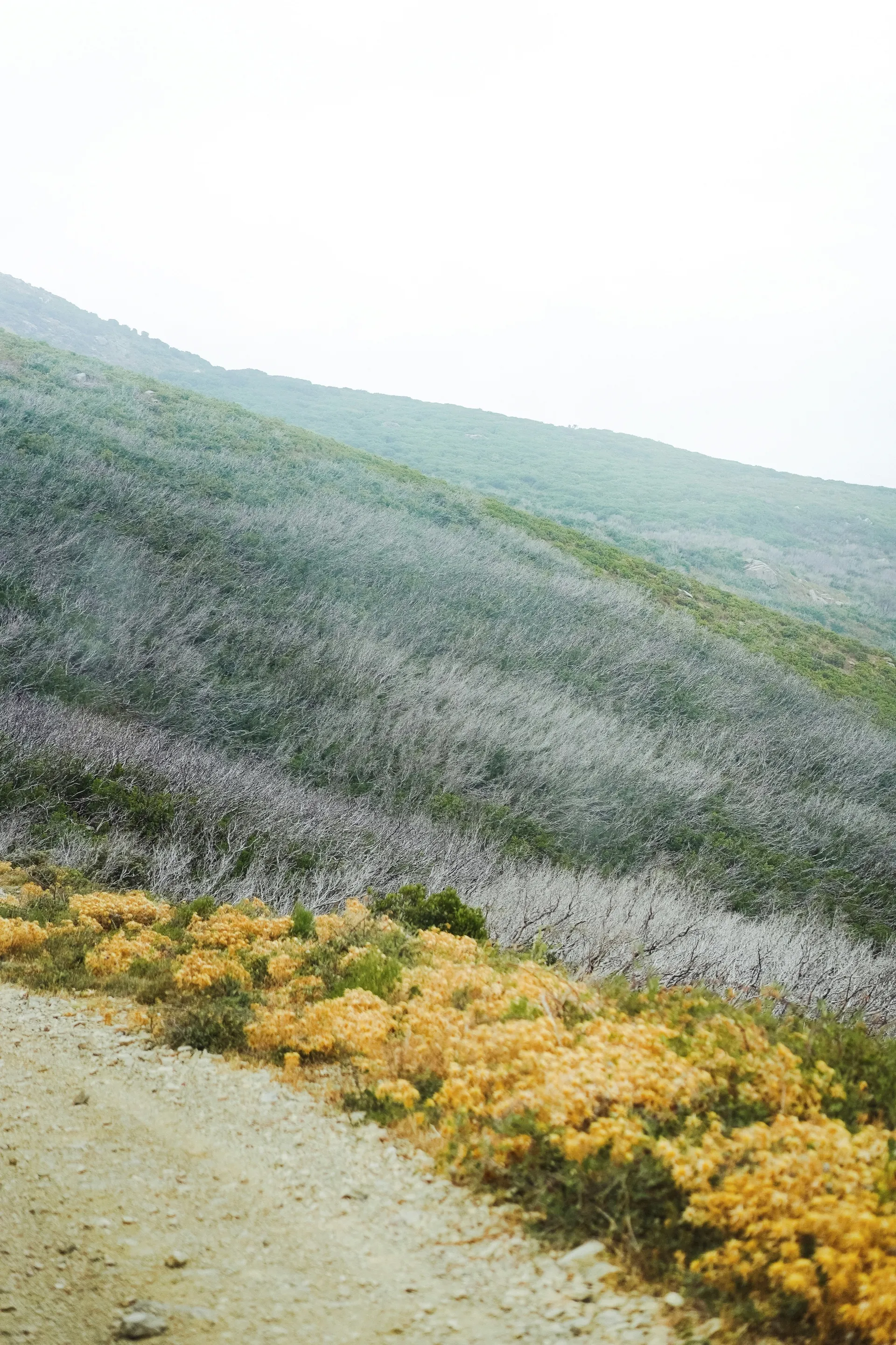 Saint Florent (Saint Florent (Corsica - France))