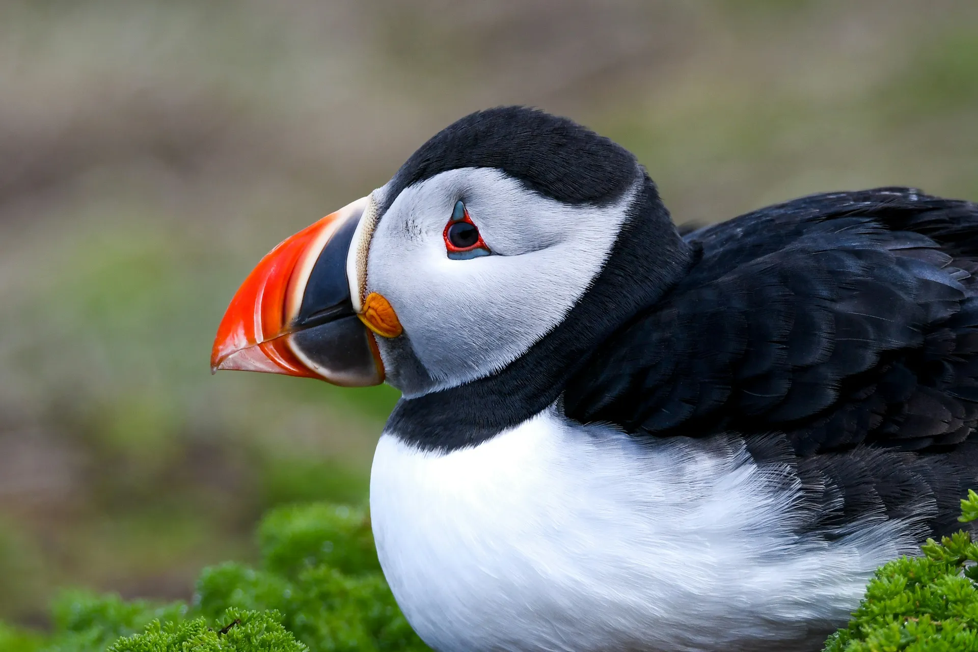 جزيرة سكومر 2