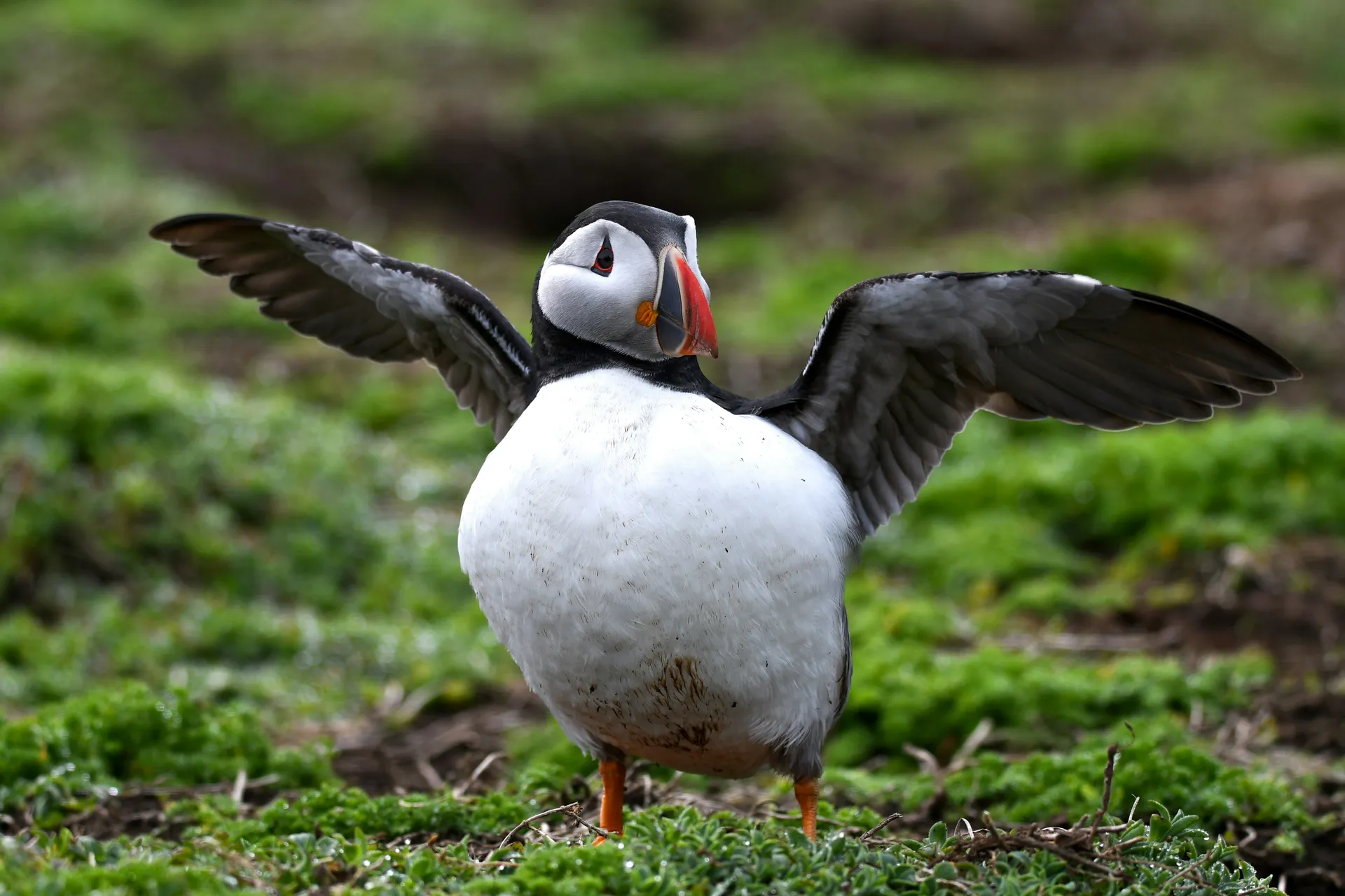 Skomer (Skomer Island)