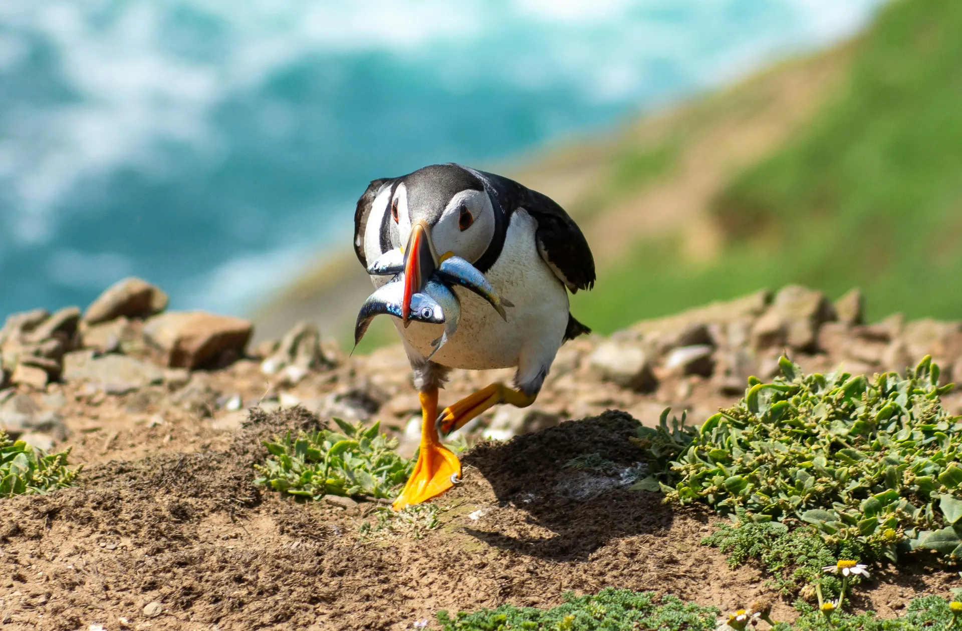 جزيرة سكومر 9