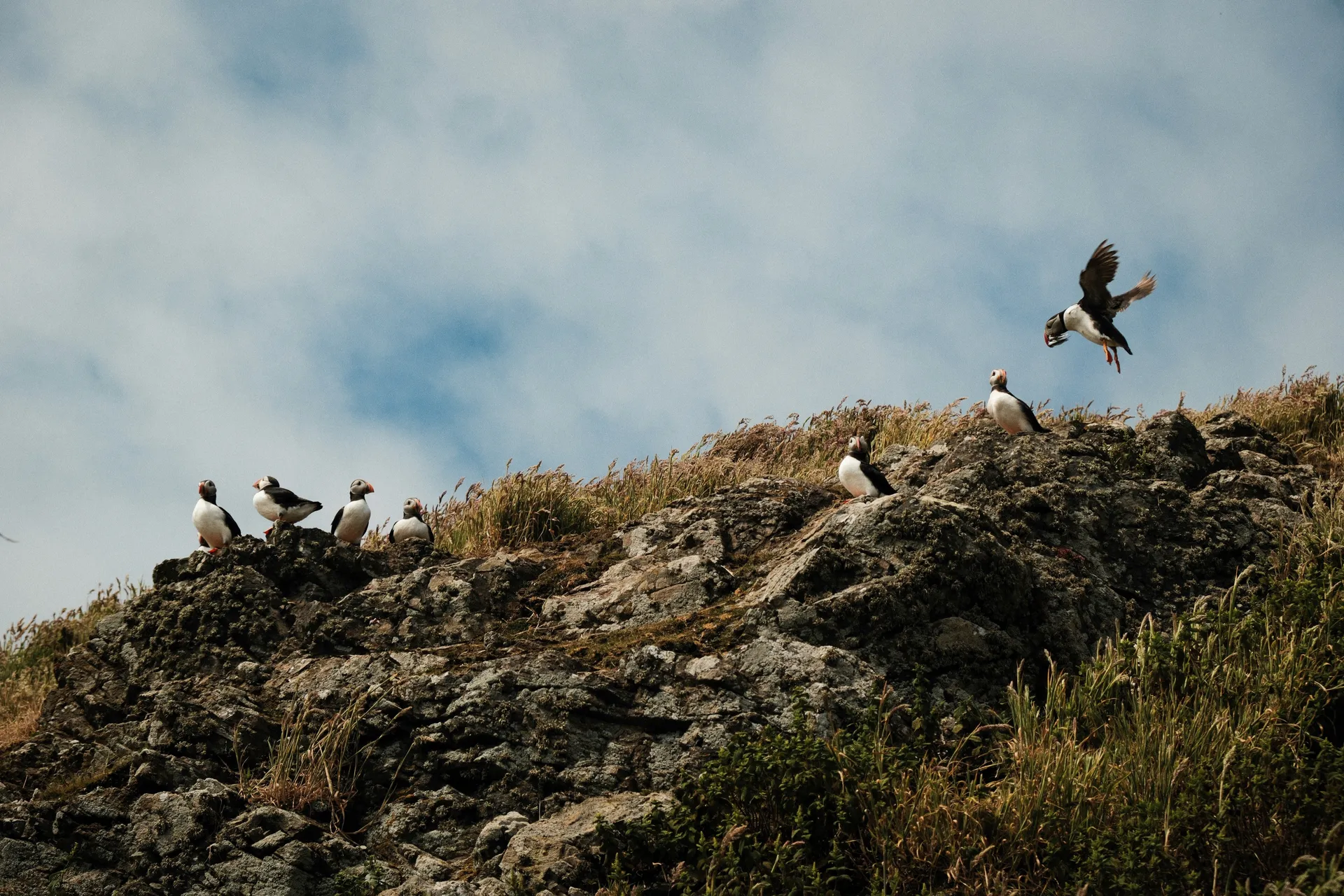 جزيرة سكومر 4