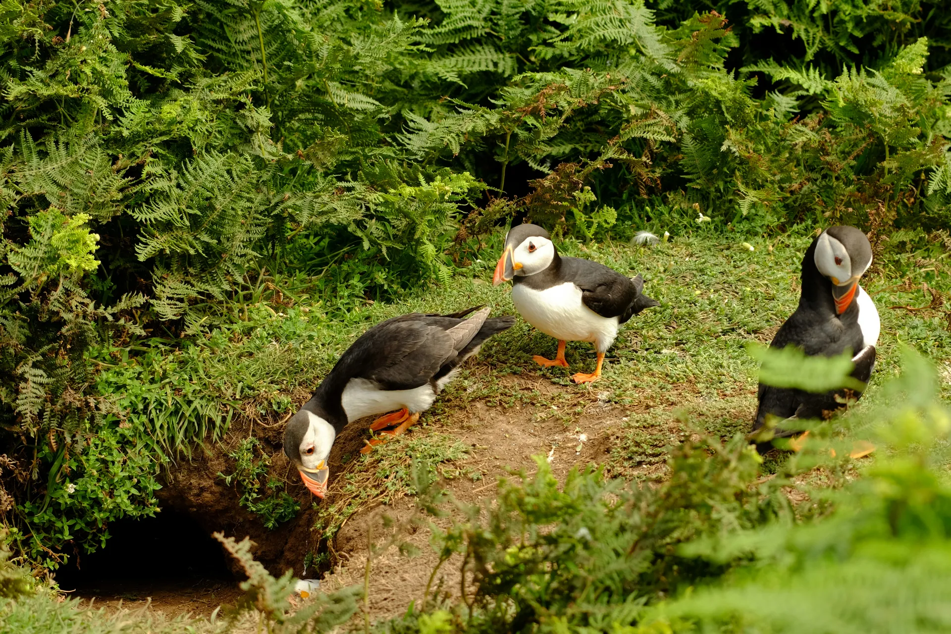 جزيرة سكومر 8