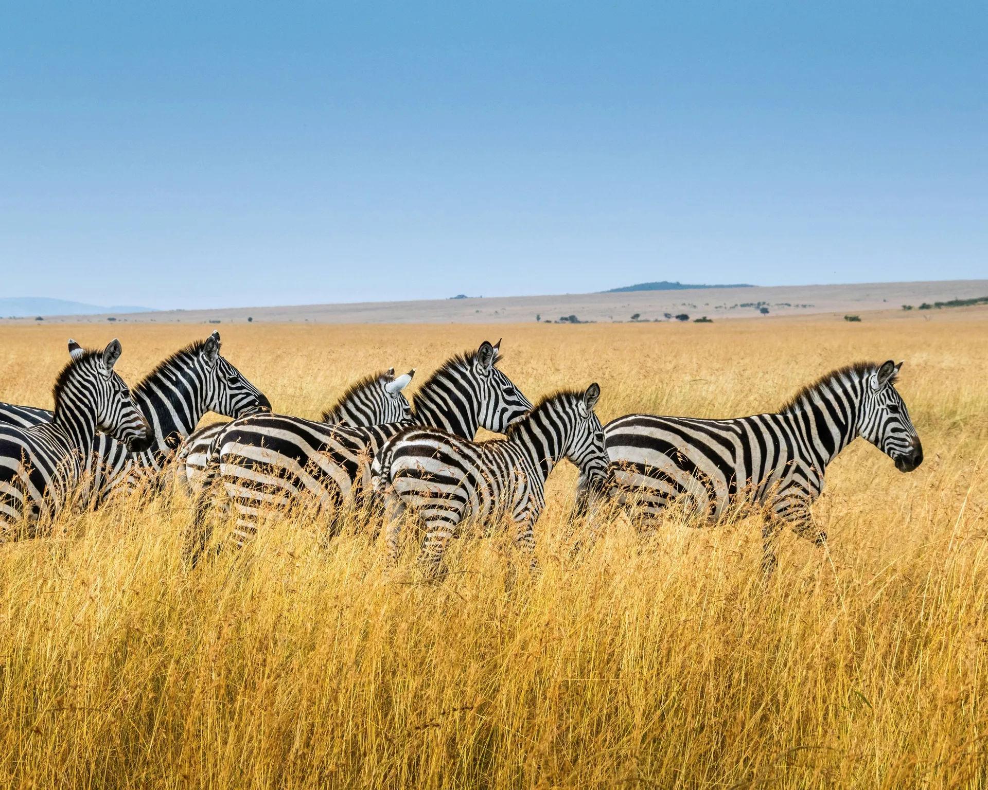 Classic Kenya & Southern Africa — AmaWaterways · Zambezi Queen