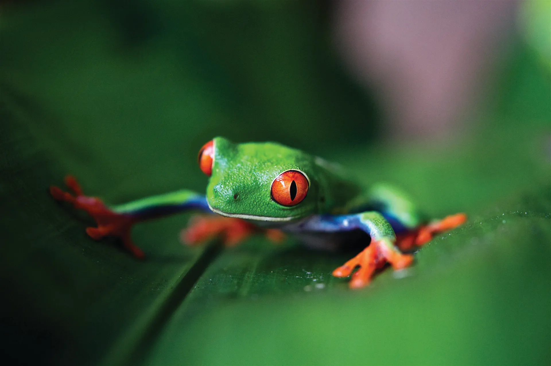 George Town, Cayman Islands 8