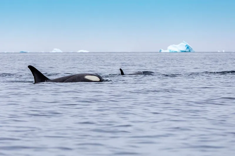 Scenic Eclipse Hajóutak 4