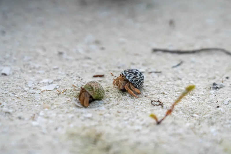 Sustainable Shore Excursions: MSC Protectours