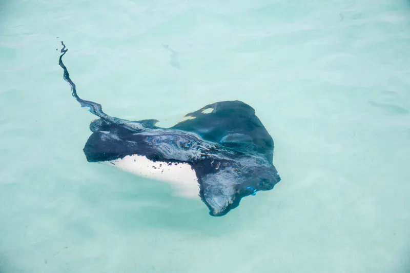 Responsible Shore Excursions: MSC Protectours 1