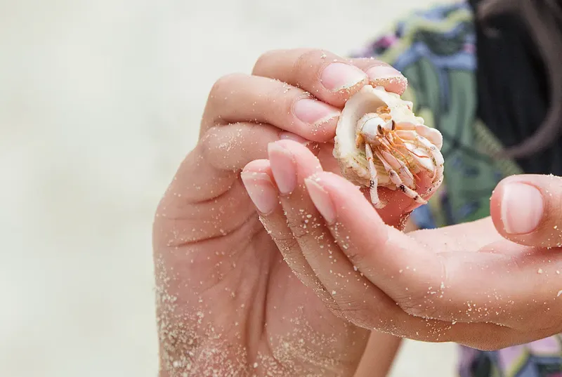 Program Moana Explorer 6