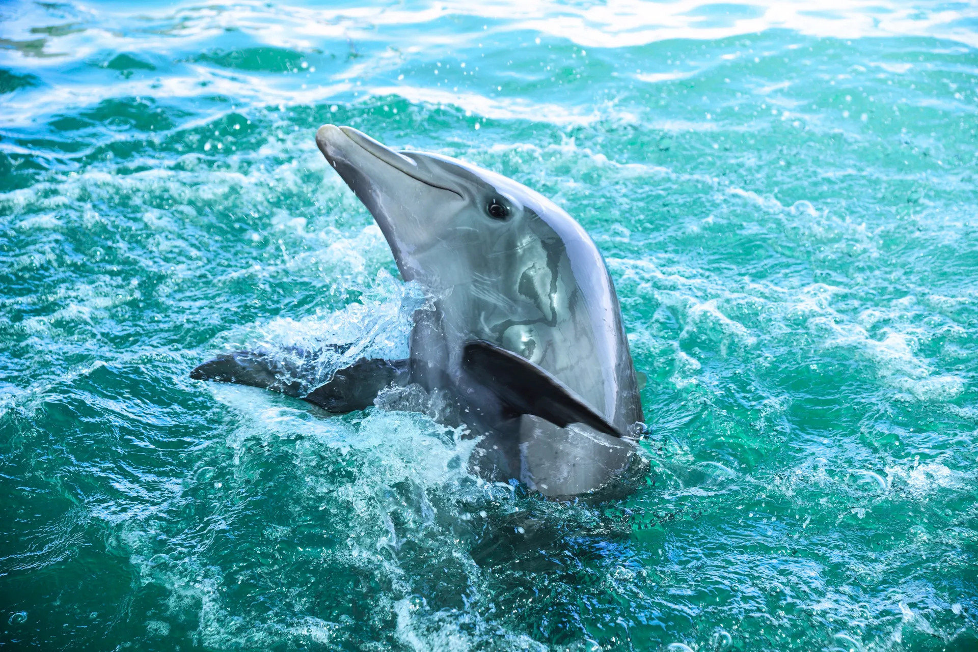 MSC Yacht Club Excursions 2