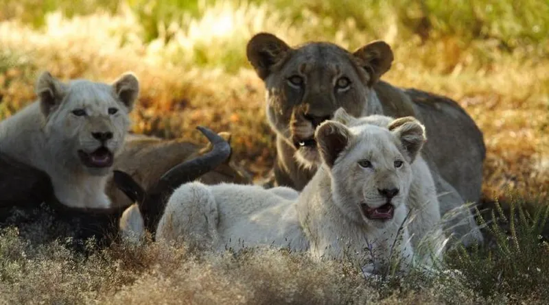 Mid-Voyage Adventures 1