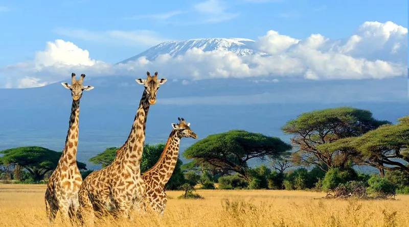 Mid-Voyage Adventures 2