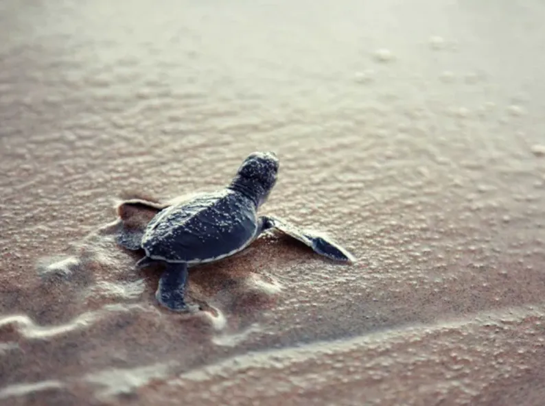 Charting a Sustainable Future