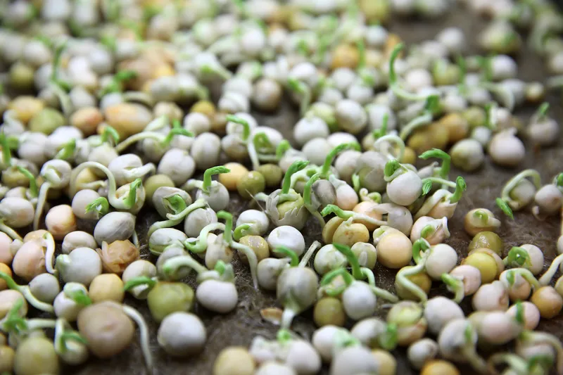 A Séf Kertje az Épicure-ban 2