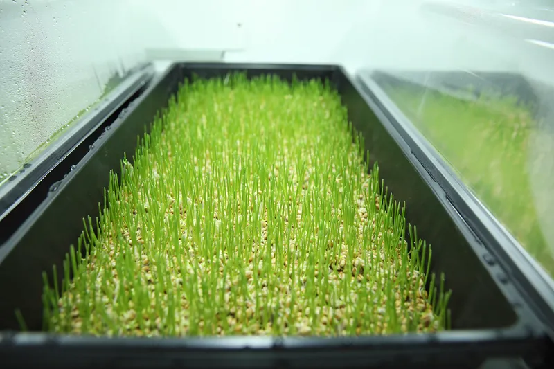 A Séf Kertje az Épicure-ban 1