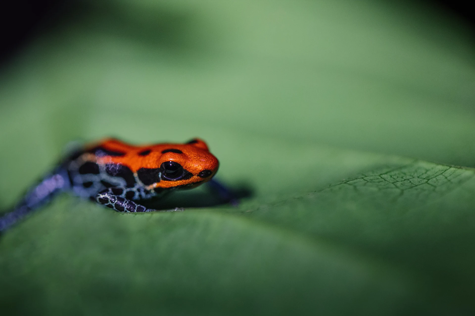 Wildlife Excursions
