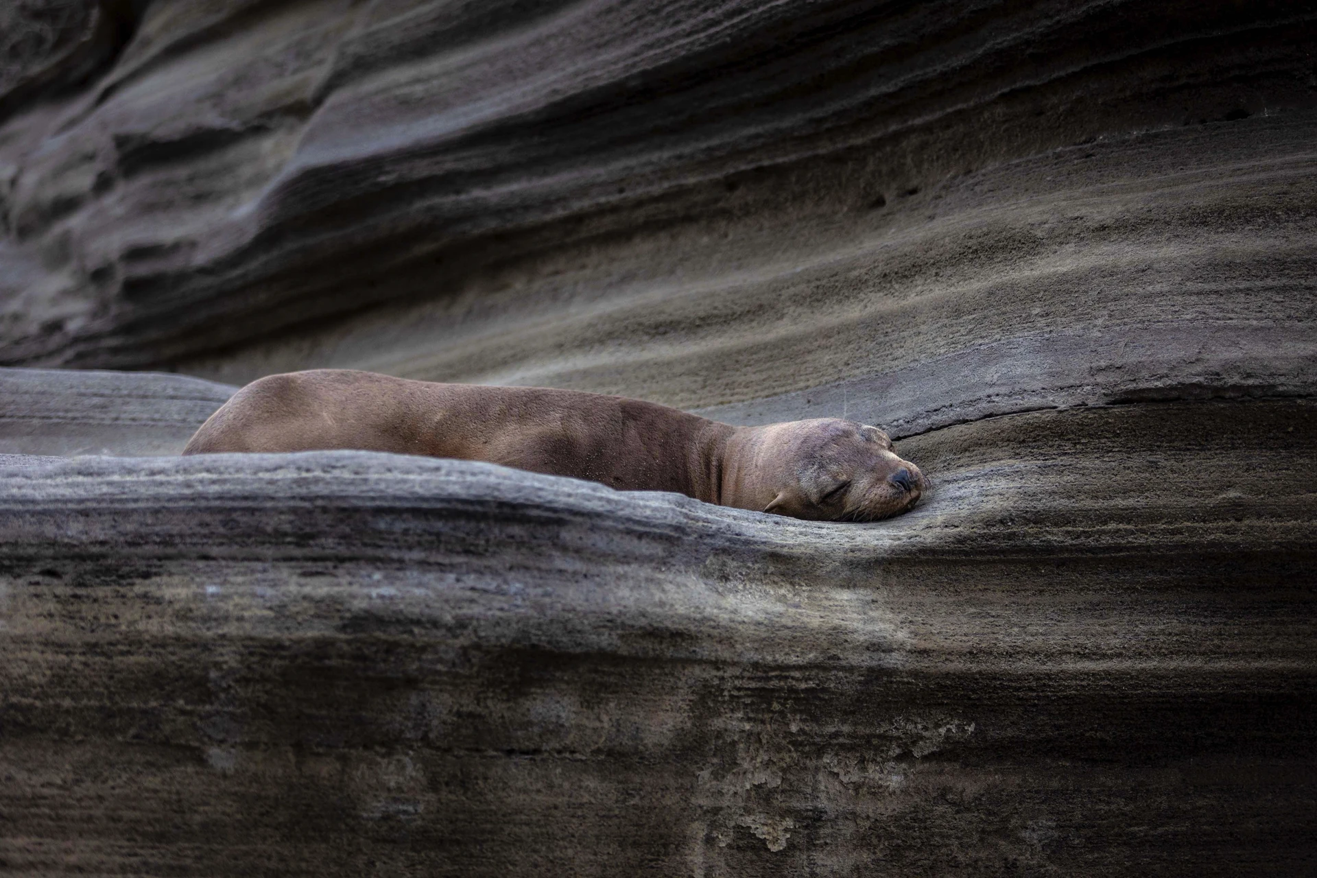 Up-Close Wildlife Encounters