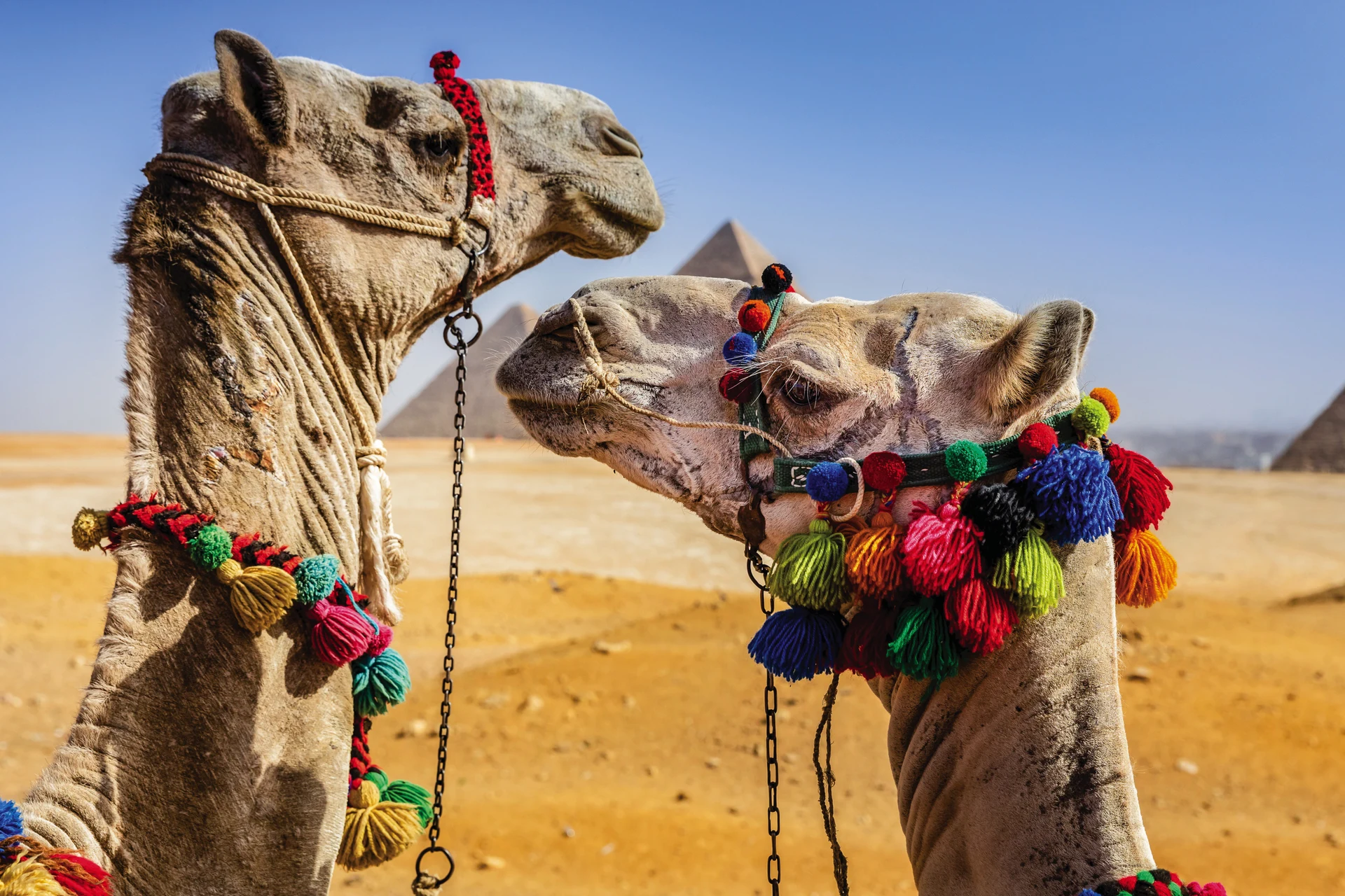 Egypt Excursion