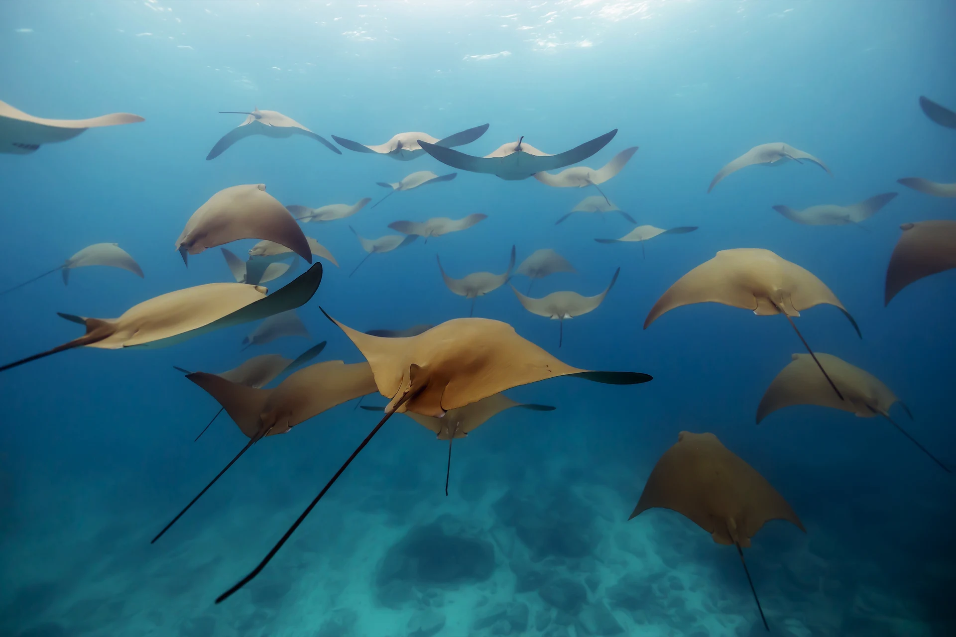 Snorkeling