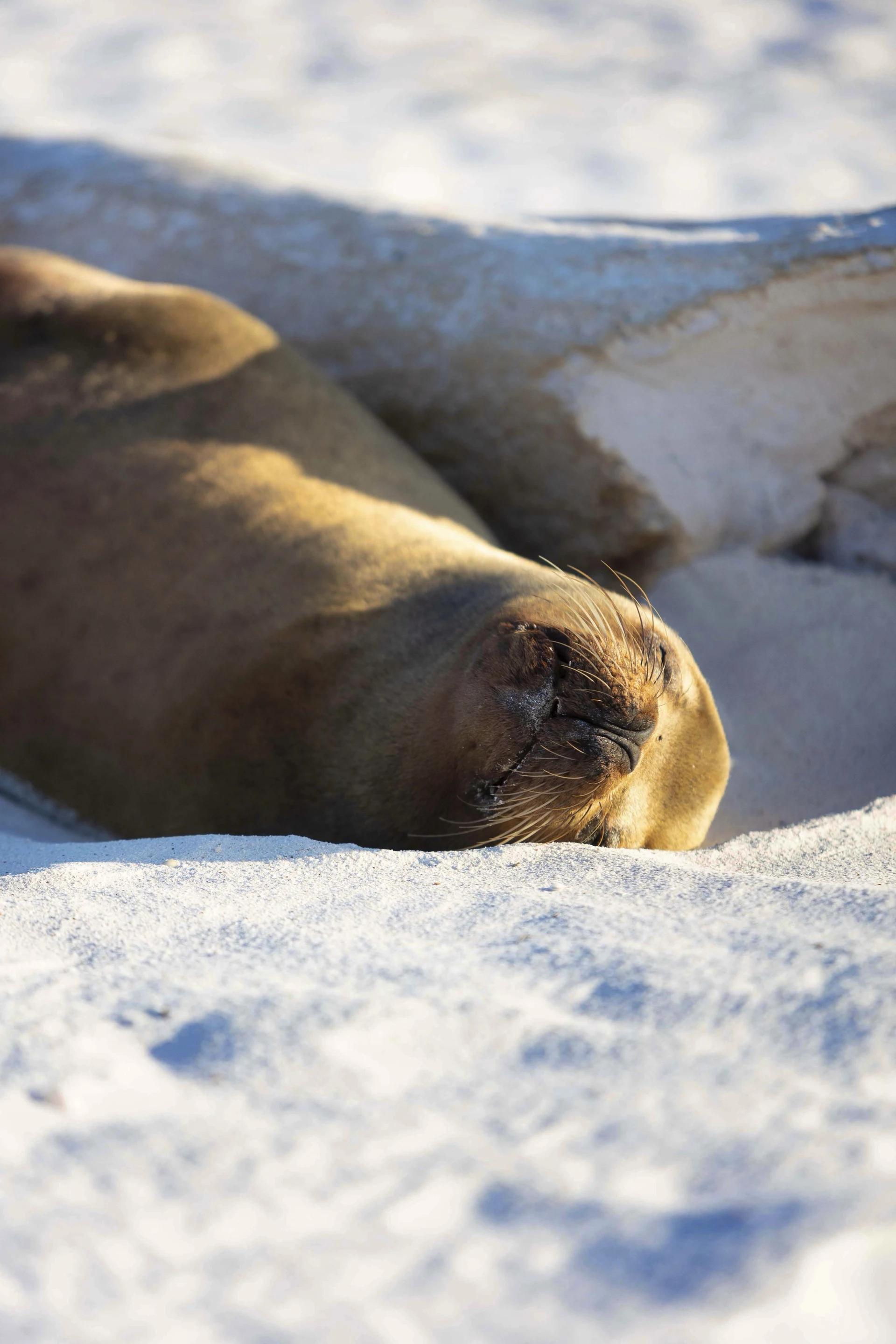 Wildlife Encounters in the Arctic Circle